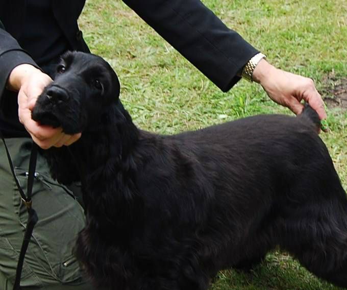 Ch Sheerclever Blow Em Away, BIS puppy at her first show.