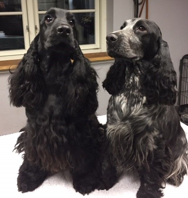Chloe & Diva, begge to skal parres senere i år.