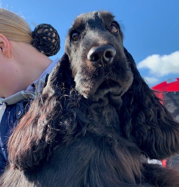Cool Boy Tarakim started his show career in Roskilde 11.-12. May, first day he gained res-Junior-CAC and on Sunday winning Junior-CAC and qualified for Crufts!