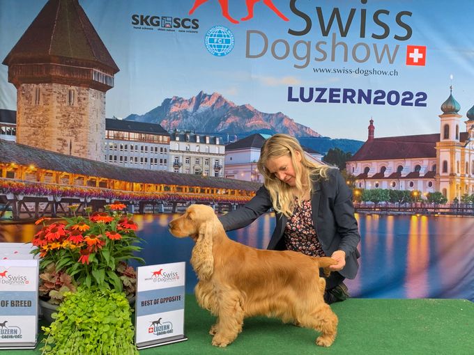 Sheerclever A Million Reasons ny Schweizisk Champion 